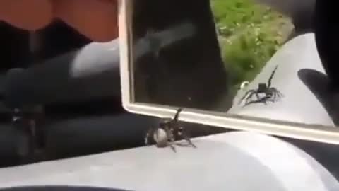 spider and mirror