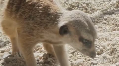 How do meerkats work together to take down predators larger than themselves