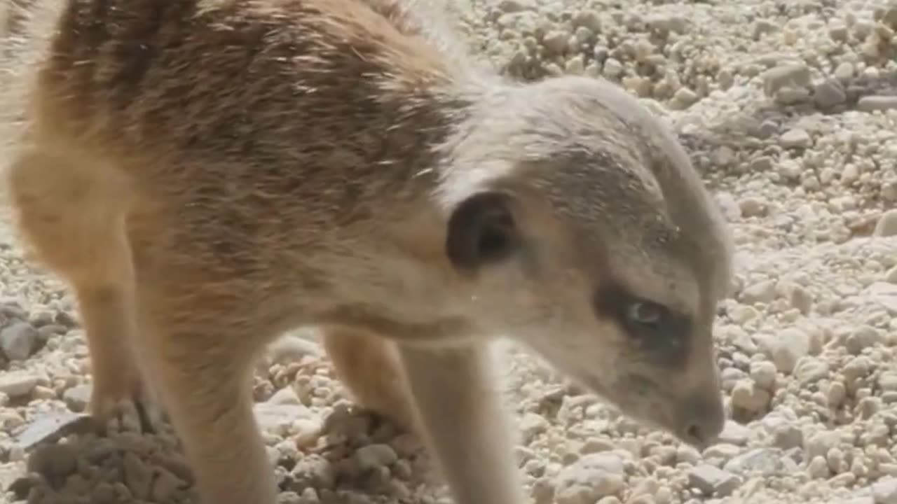 How do meerkats work together to take down predators larger than themselves