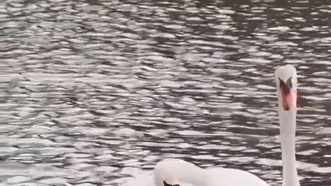 Beautiful Dancing Ducks 😍😍