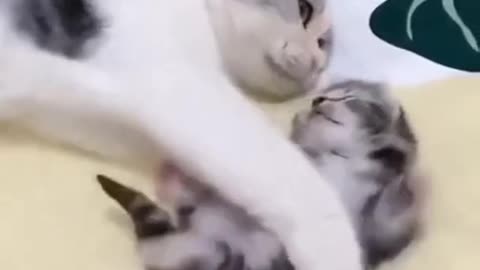 Small cats loveing hi mother