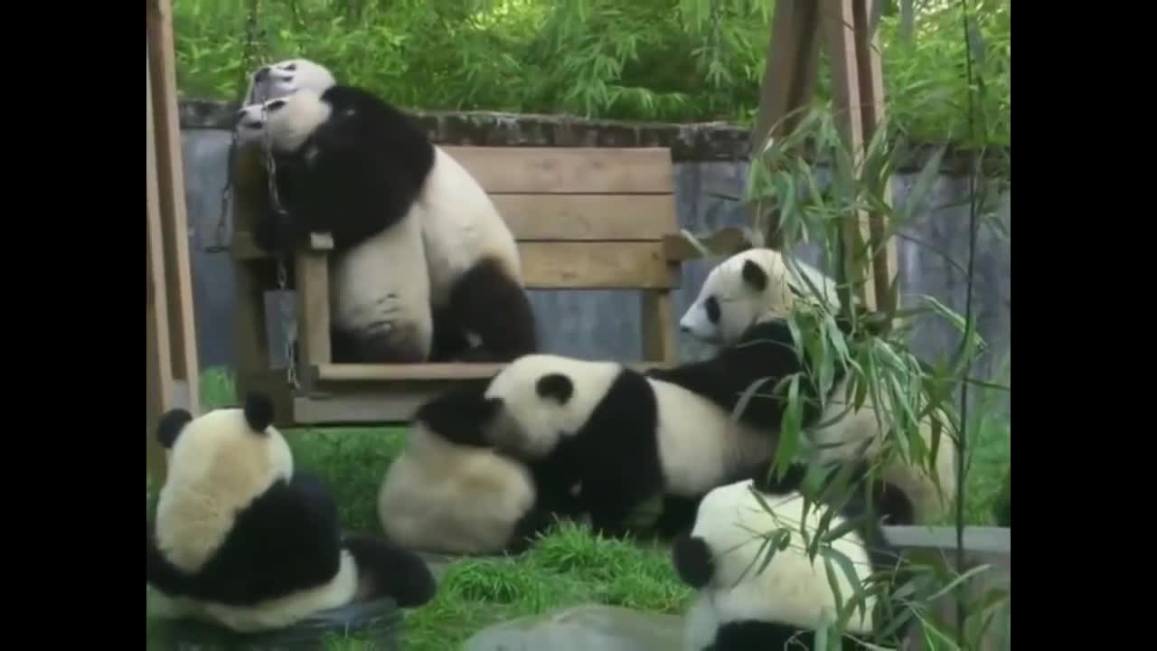 Cute moments of pandas