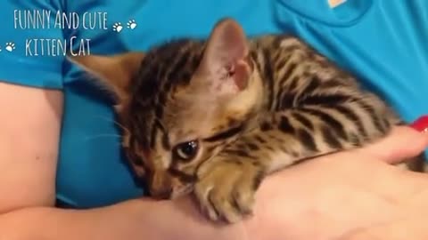 Cats have special love to their owner