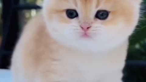 Cute Kitten Video - Cutest Animal