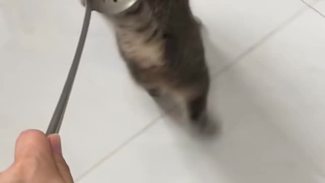 Cat funny comedy scenes 🤣