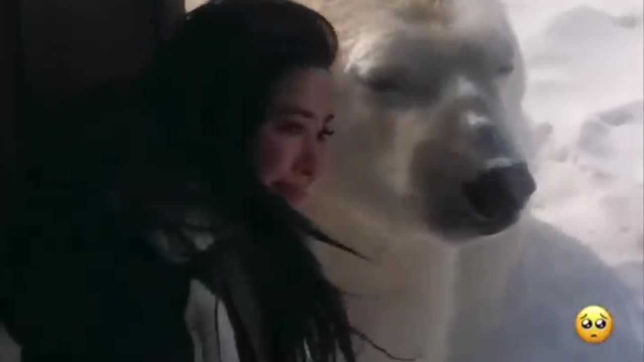 Viral Poller Bear Love with Girl