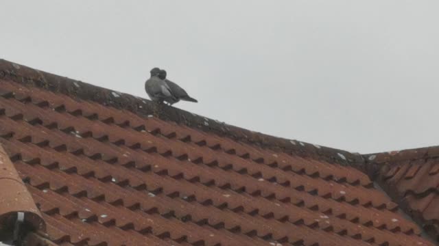 🐦👩‍❤️‍💋‍👨👩‍❤️‍👨🐦 WoodPigeons snogging episode