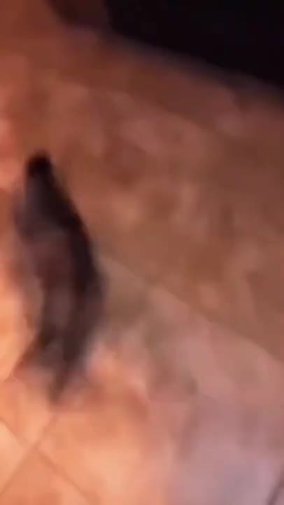 Cat Lost Lives 🐈😂 - Funny Cats Videos 2021