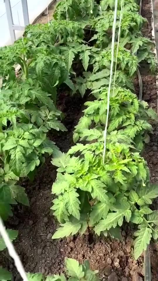 KAK ДА ПРОВЕРИМ ВЛАГАТА САМОРЪЧНО