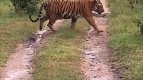 Wildlife in closer view with natural perspective.
