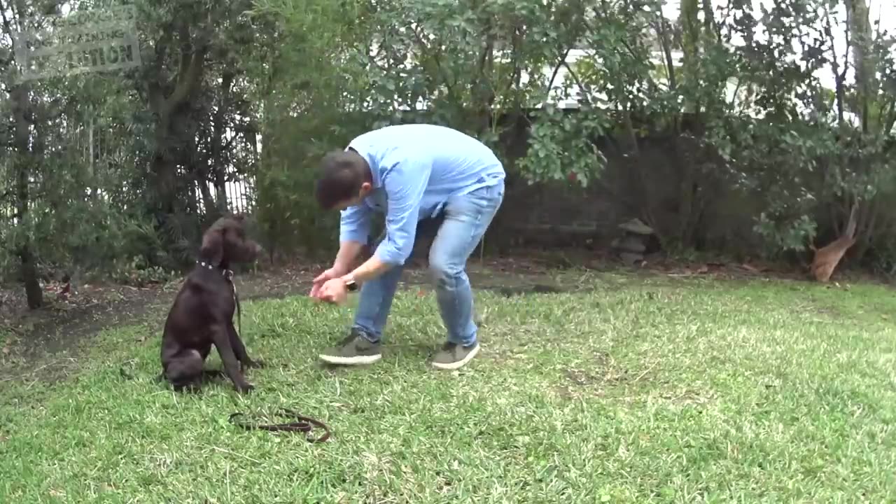 How to Teach your Dog to Stay in 3 Steps Force Free!