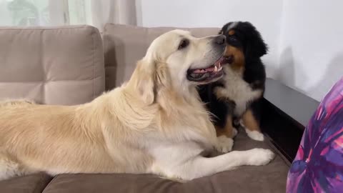 What a Golden Retriever does when ignored by a Bernese Mountain Dog Puppy