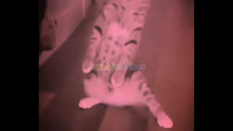Very Fast Moves All time #cats #rumbkevibes #funnycats