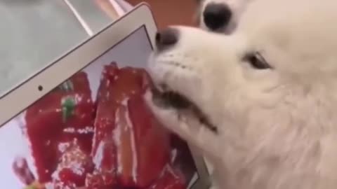 The funniest animals Funny videos about cats, dogs and other animals