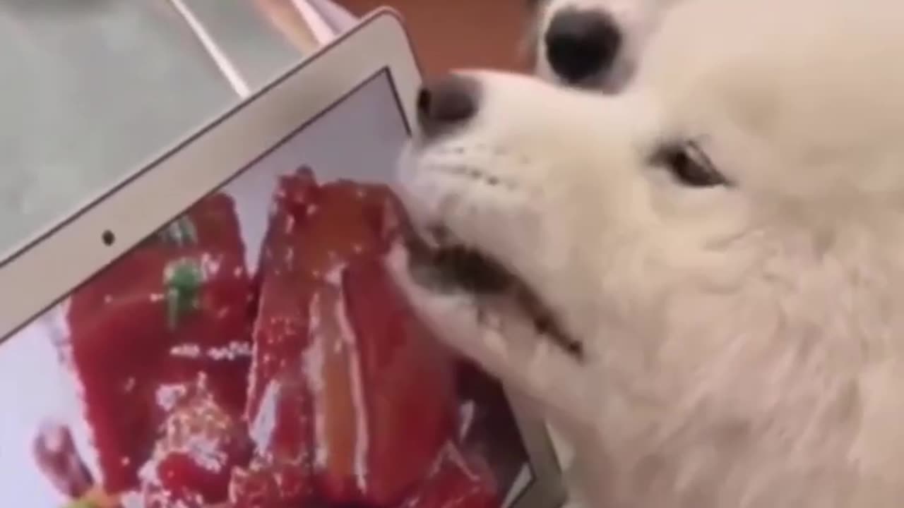 The funniest animals Funny videos about cats, dogs and other animals