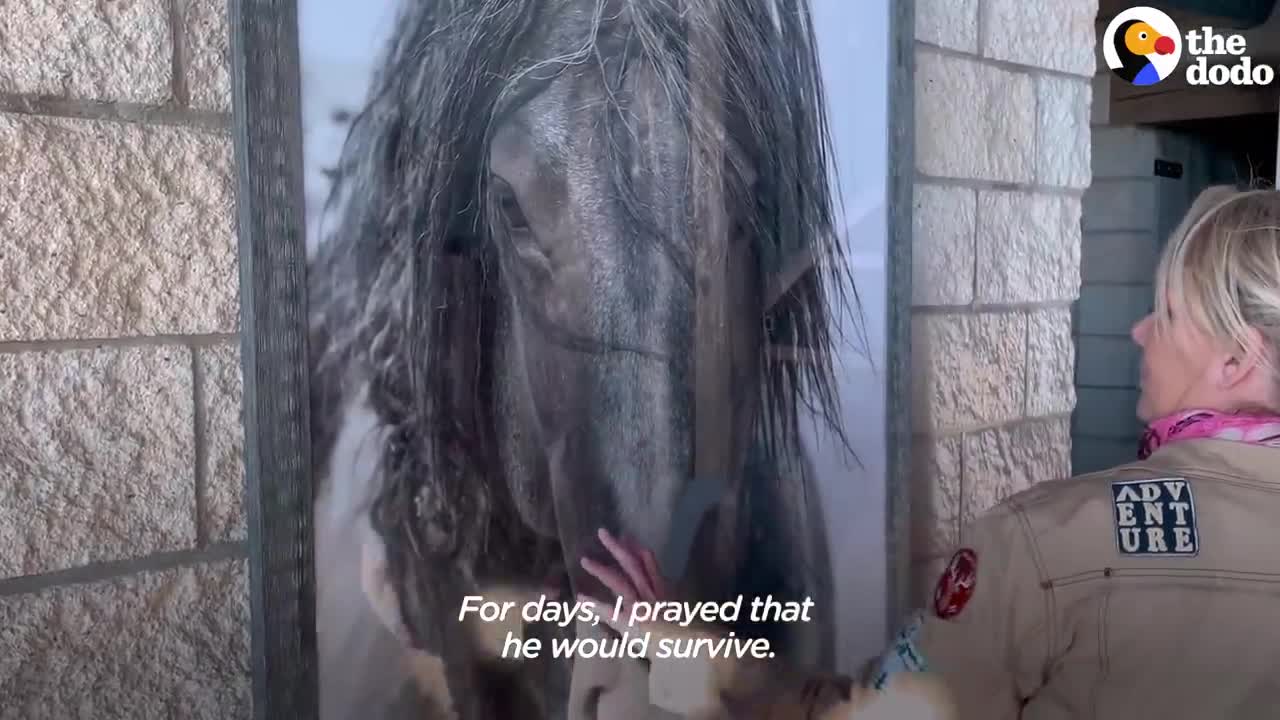 Woman Spends Over A Year Trying To Find Wild Horse And All Of His Mares And Babies | The Dodo