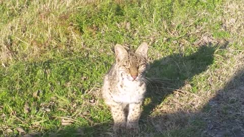 Curious Young Bobcat