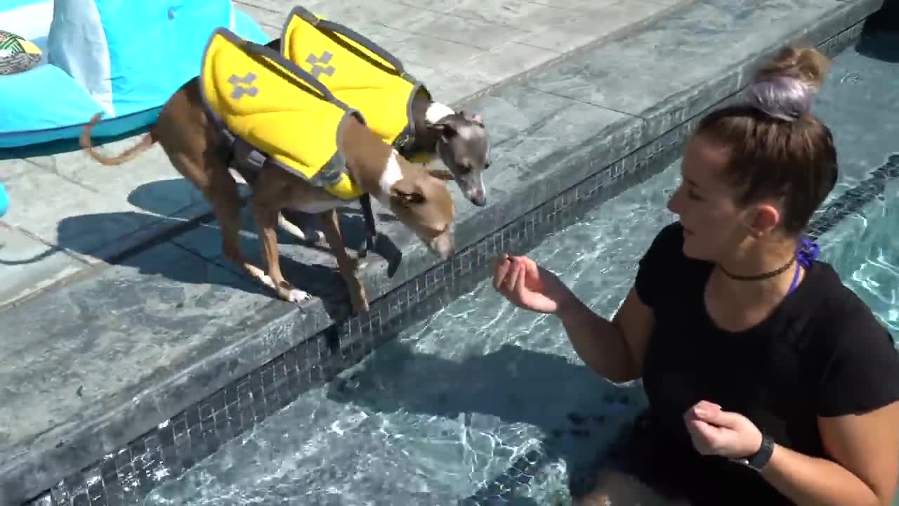 Teaching Dogs How To Swim