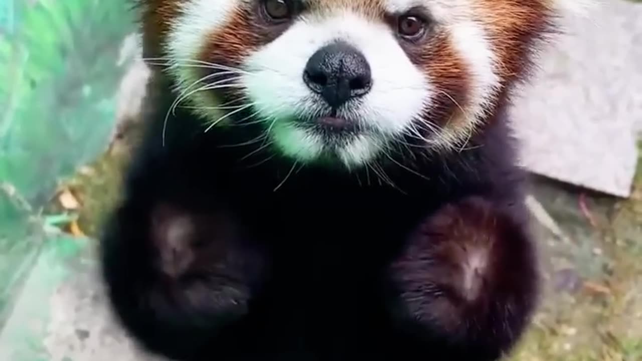 Angry red pandas are the cutest 🥰