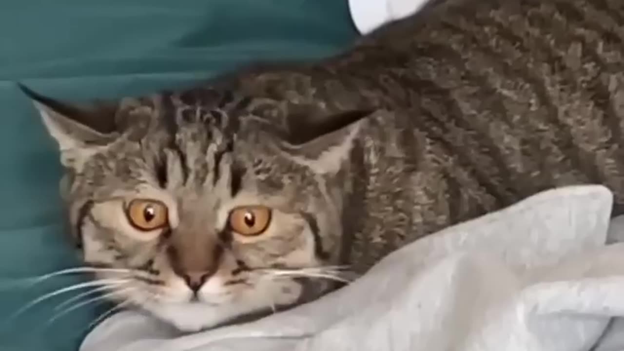 Try not to laugh 😂😂