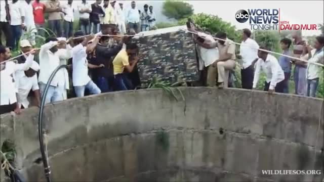 Leopard trapped in well gets so exhausted swimming 🙏