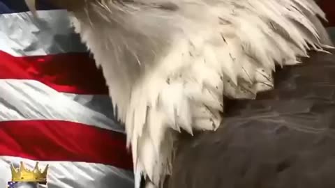 CALANDO A BOCA DE QUEM NÃO ENTENDE NADA DE MEDICINA