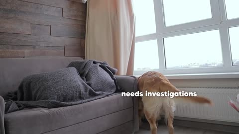 Hiding From My Dog Under My Bed Hilarious Dog Reaction