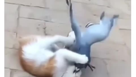 Cat pigion funny fight