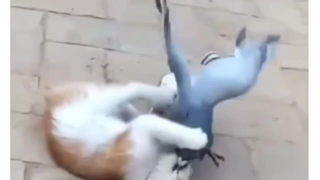 Cat pigion funny fight