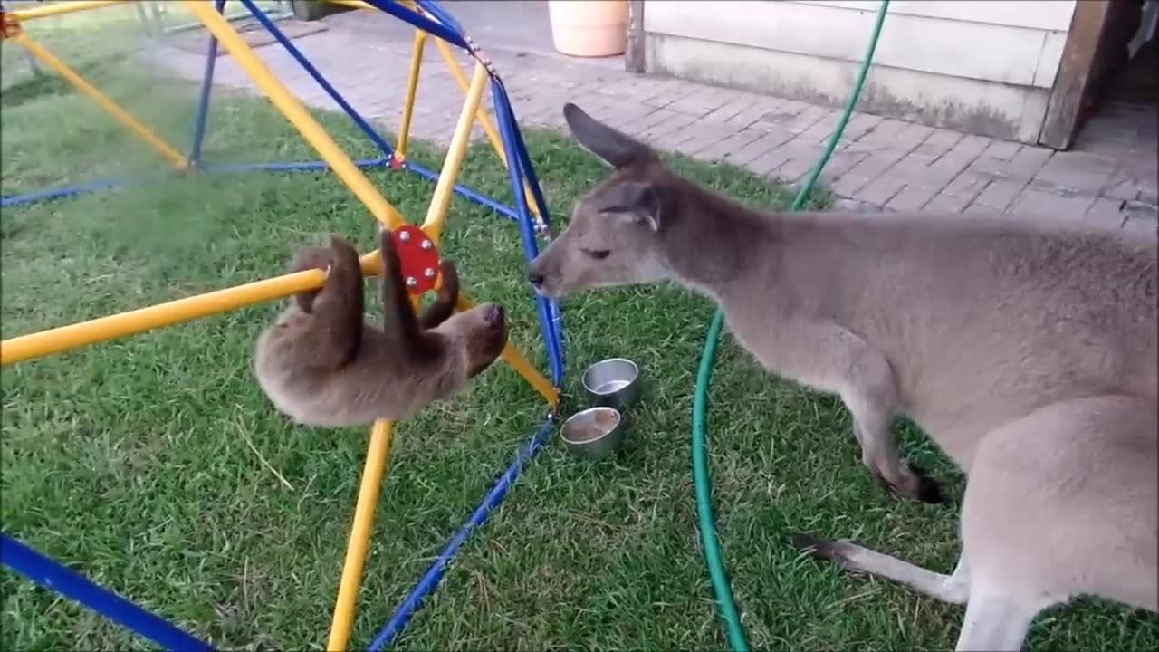 BABY SLOTHS