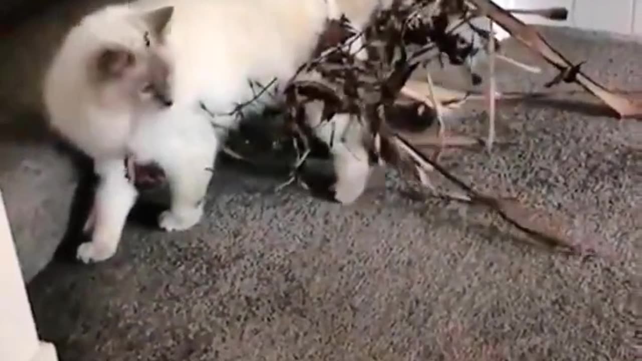Rebel Cats😂😂