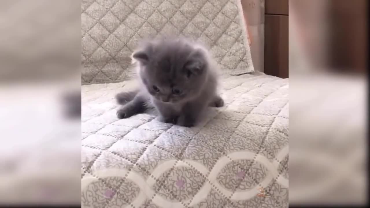 Cute cat video (15), cute and funny kitty, funny cat
