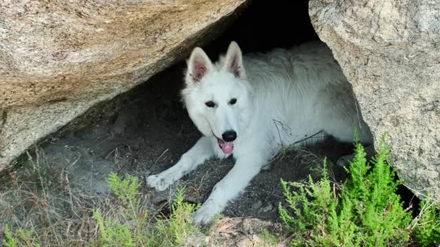 Gabriel the shepherd Swiss