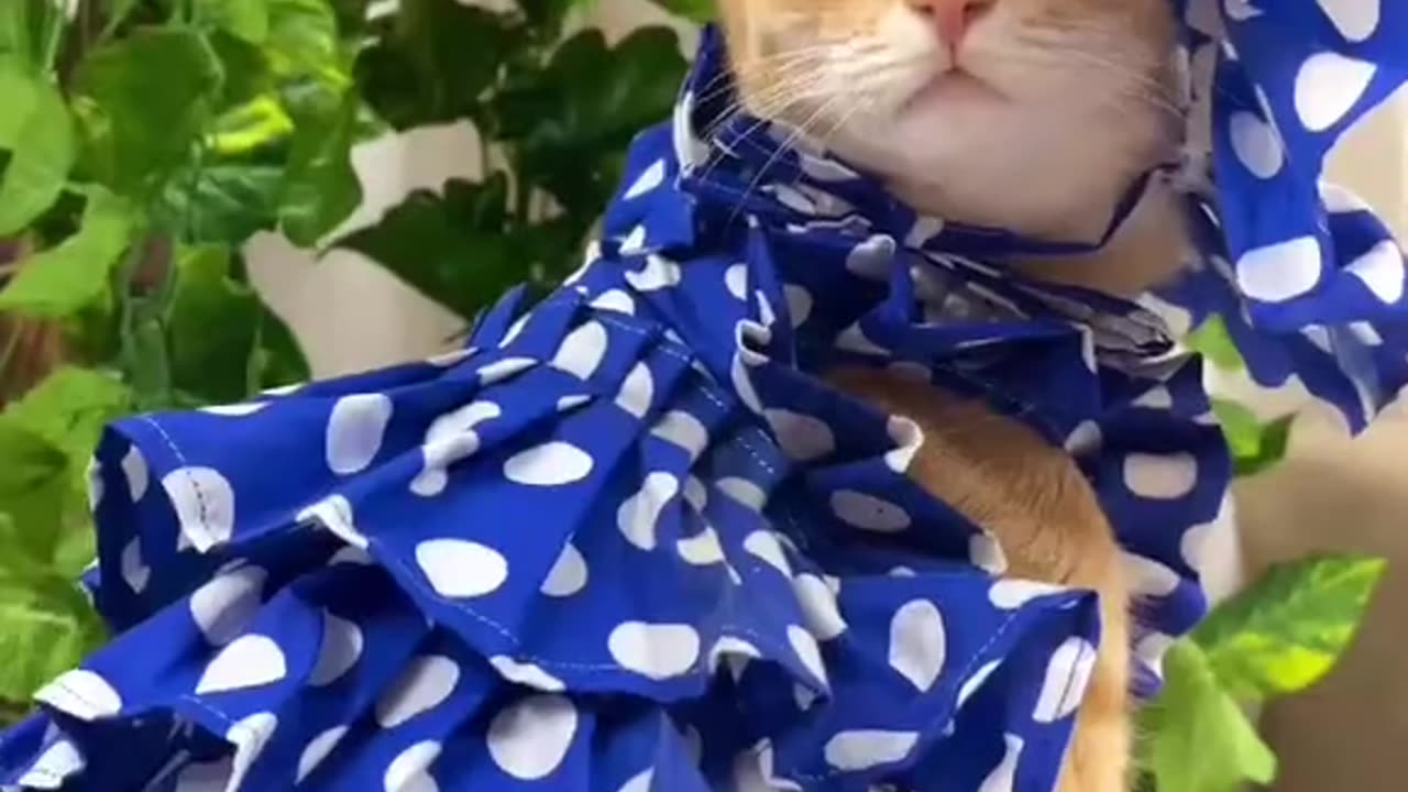 Cats Lovers