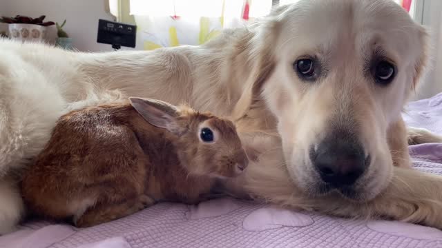 Can a Dog befriend a Rabbit Bailey and Sam