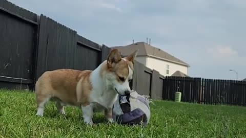 Corgi puppy hilariously confesses his true feelings for his ball! 🐶🤣