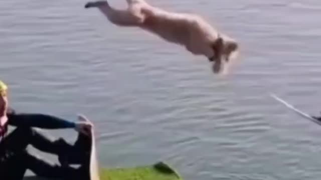 Funny animals, Cats, part 10