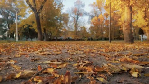 Enchanting Autumn Forests with Beautiful Piano Music