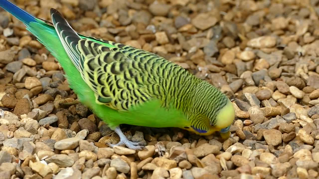 Very Wonderful bird