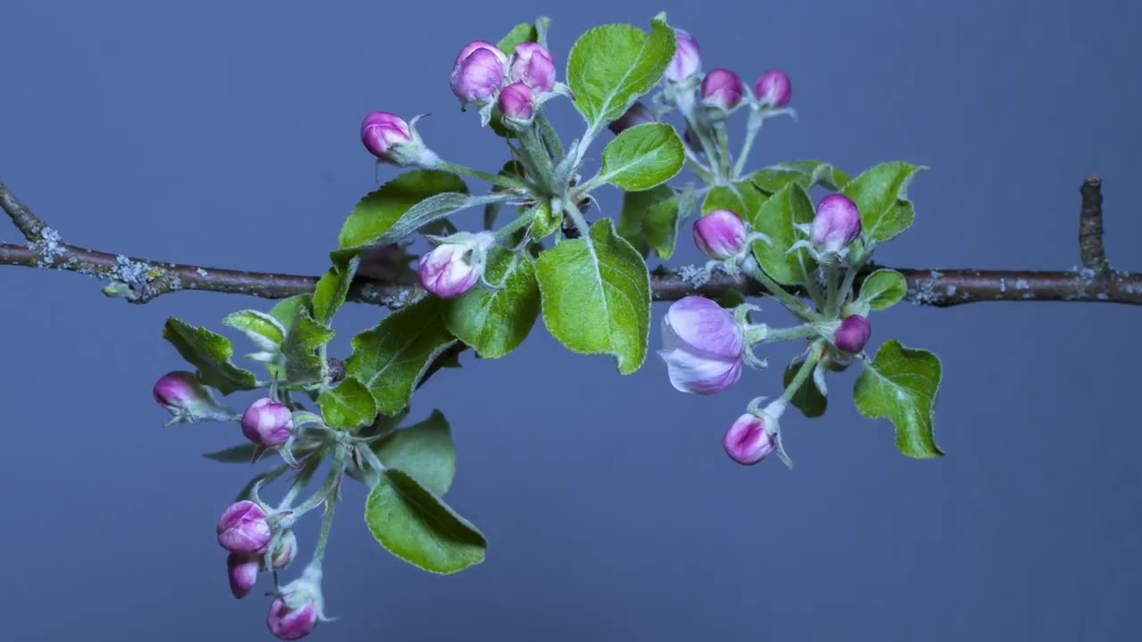 Blossoming Beauty: Time-Lapse of Flowers in Bloom