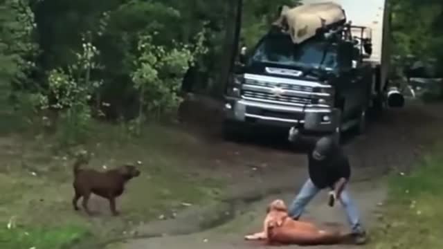 guy rescuing his dog from an attacking Mountain Lion