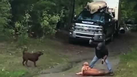 guy rescuing his dog from an attacking Mountain Lion