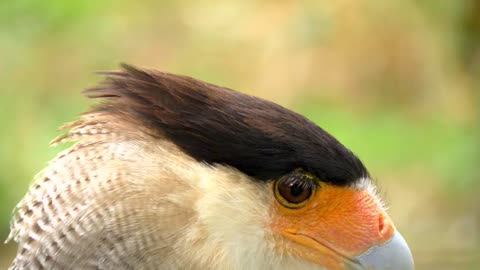 Earth Beauty Animal Birds Land