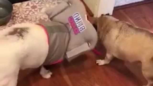 Why would you put this on a dog?