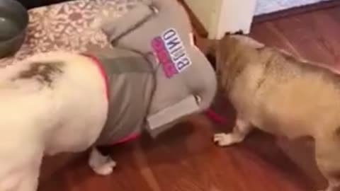 Why would you put this on a dog?