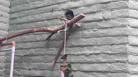 Tamarin and some birds