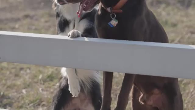 The longing for life should be accompanied by pets