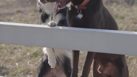 The longing for life should be accompanied by pets