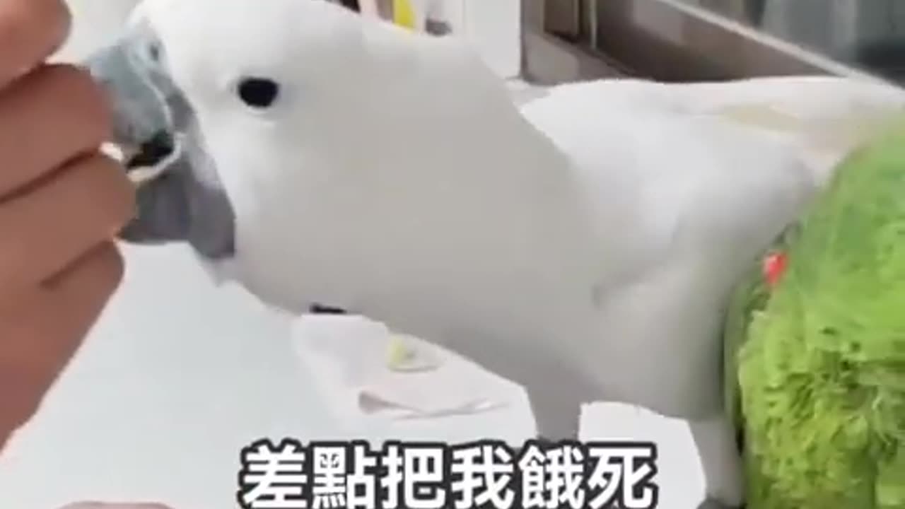 誰是氣質擔當？吃就吃別把湯匙一起吞掉！ #鸚鵡 #pets