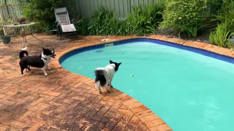 The dog splashed in the water